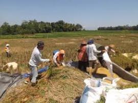 Masyarakat Desa Karangmojo Sudah Mulai Musim Panen Padi